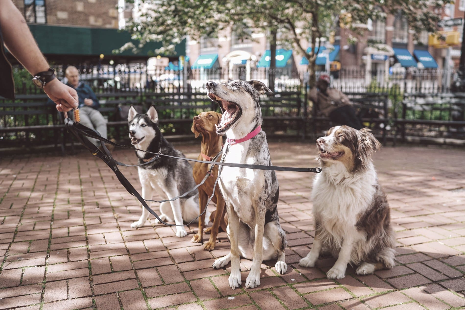Person walking four dogs on leashes in urban park setting