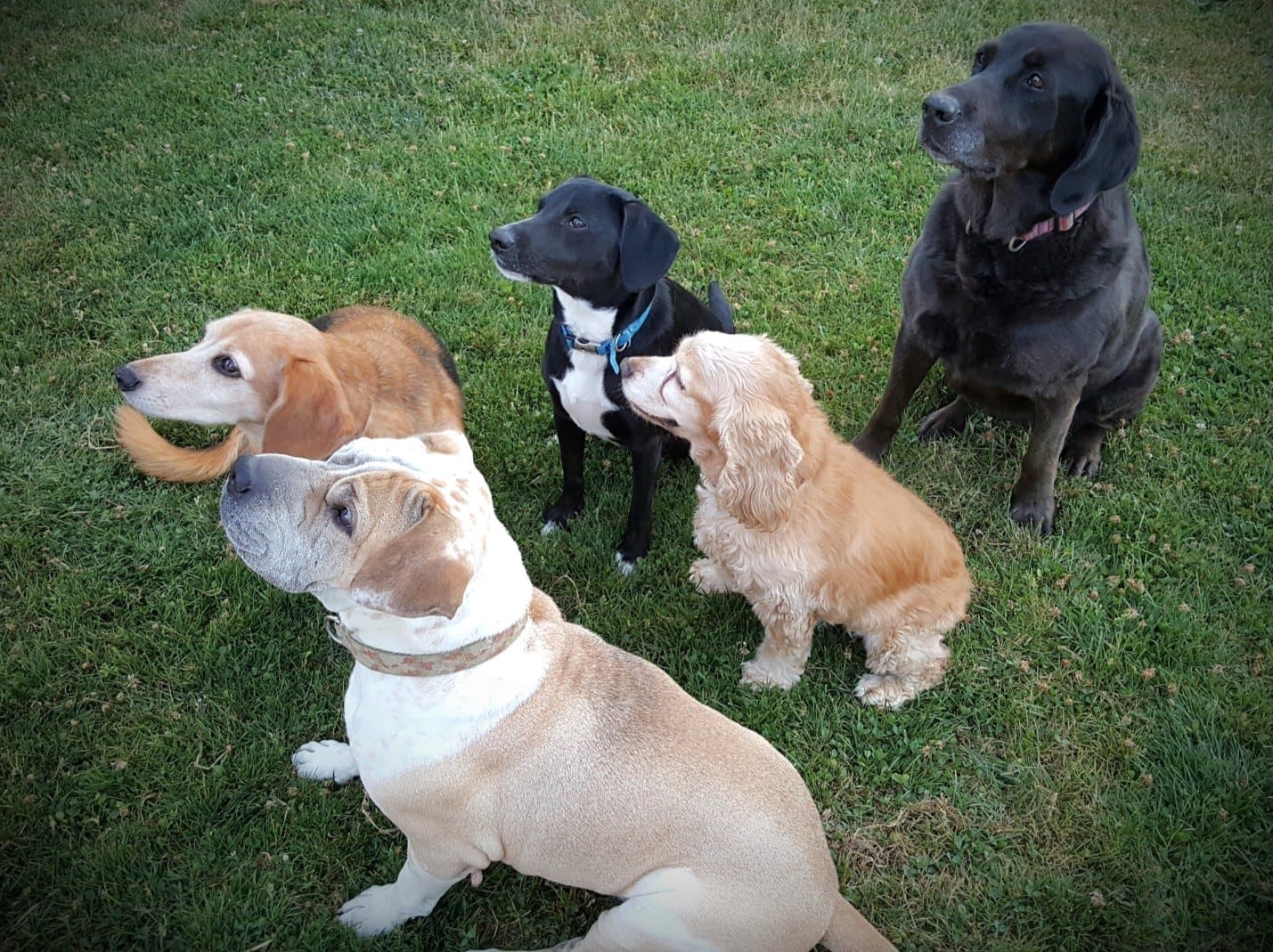 Five dogs of various breeds and colors sitting together on grass