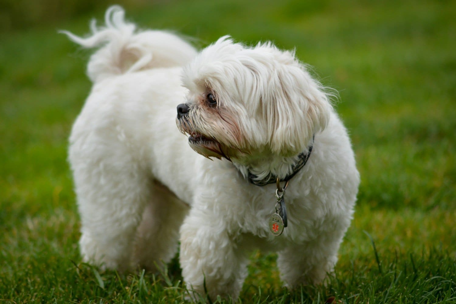 White fluffy small dog with curled tail standing on grass wearing collar