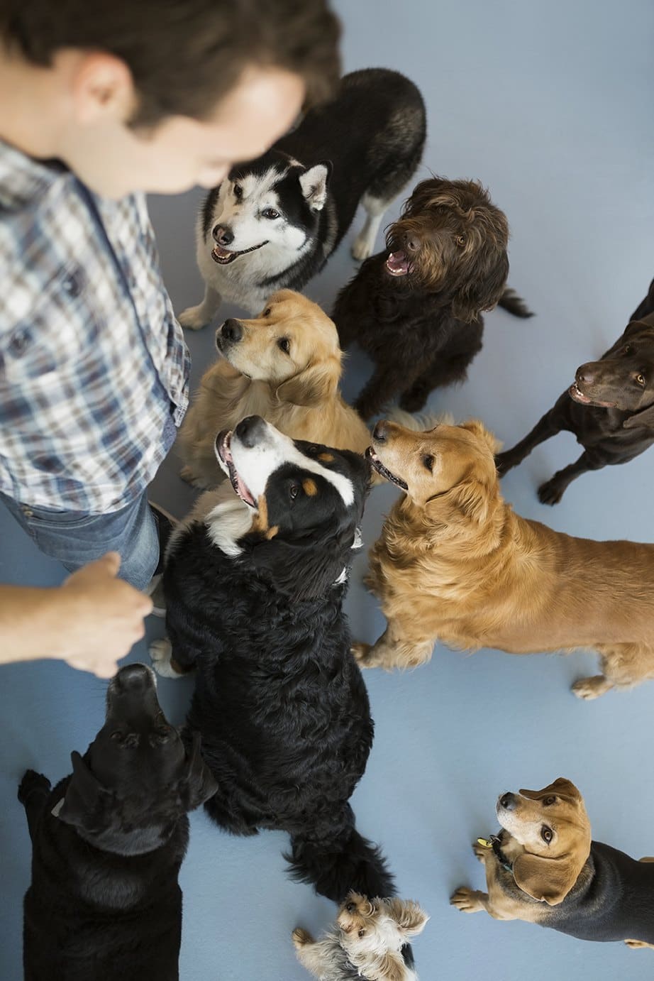 Person with multiple dogs of various colors and sizes on blue background