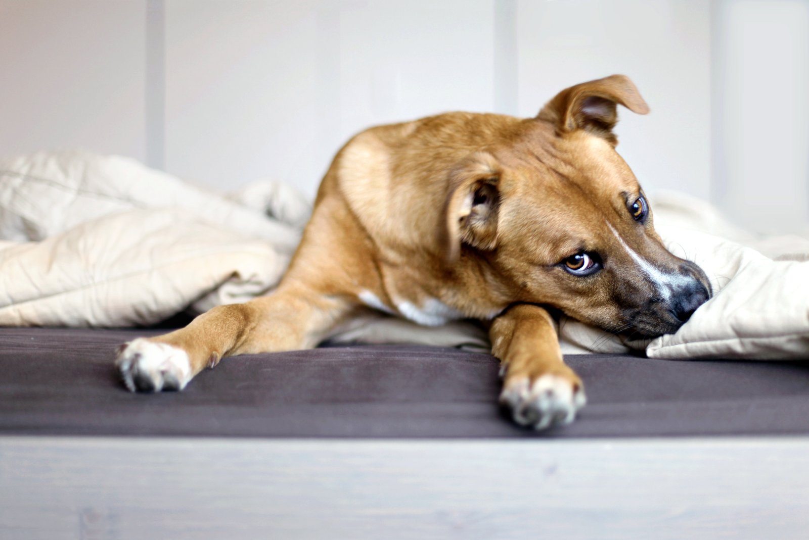 Brown dog with white paws lying on dark bed with white pillows in background