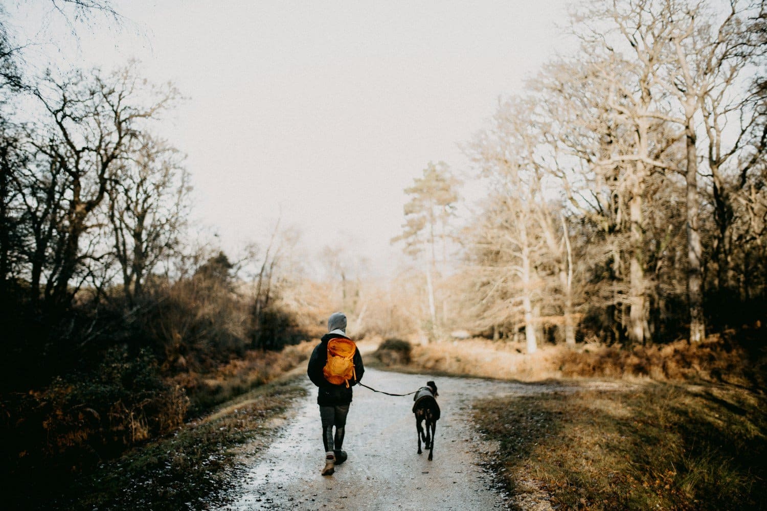 Person jogging with dog on rural path lined with bare winter trees