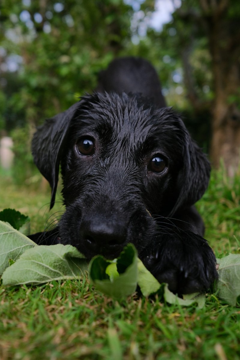 Black dog with floppy ears sitting in grass with green foliage background