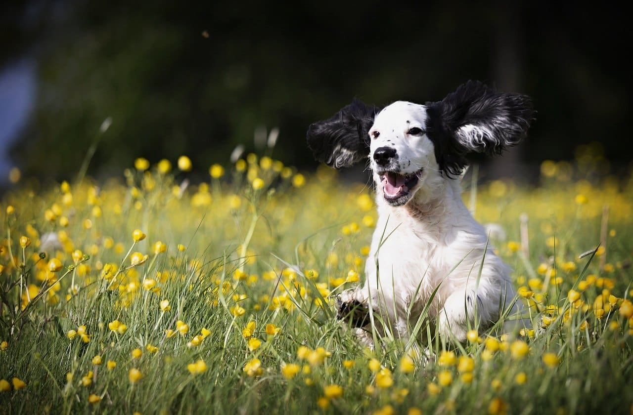 Happy white and black dog running through field of yellow dandelions