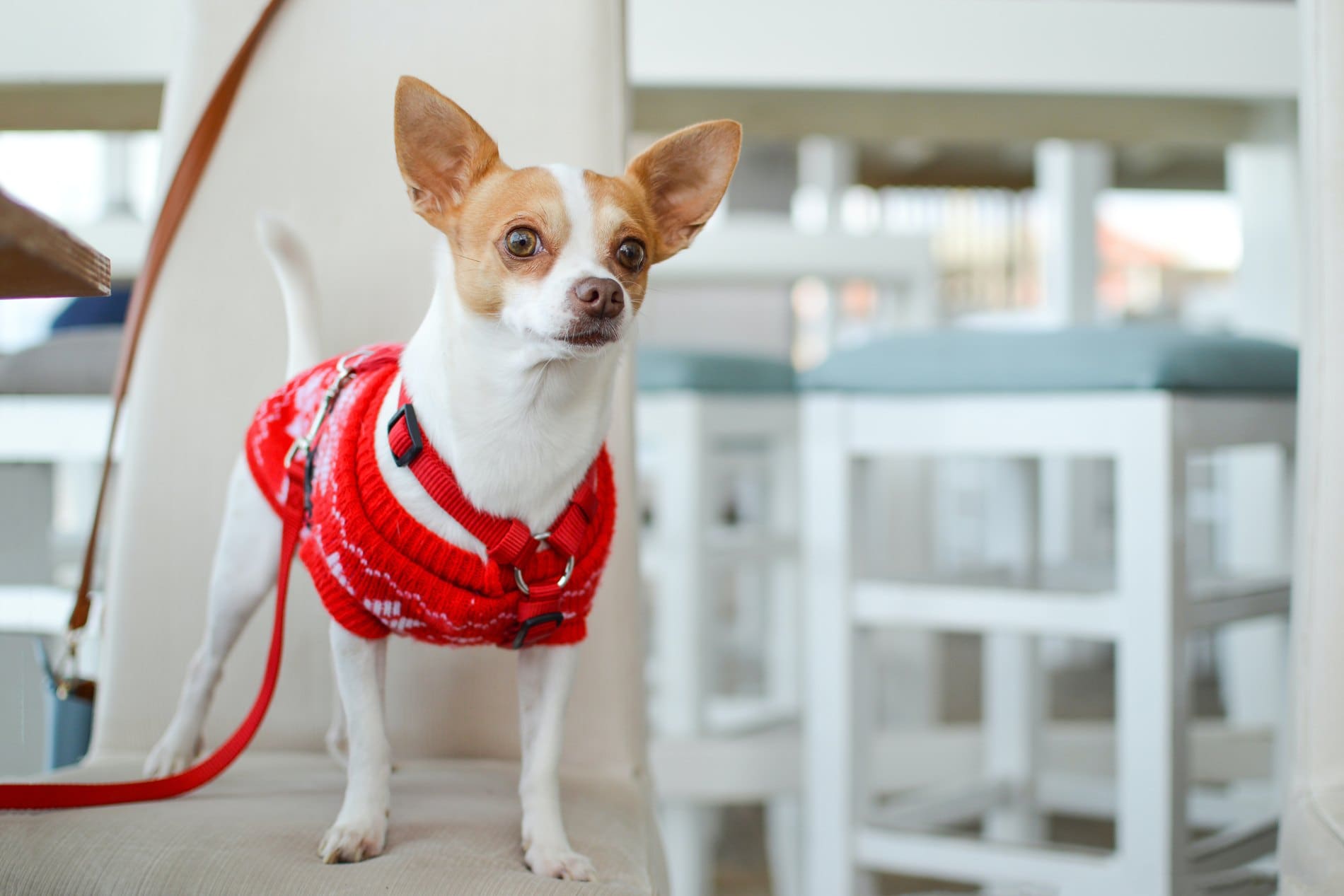 Small tan and white Chihuahua wearing red harness and leash indoors