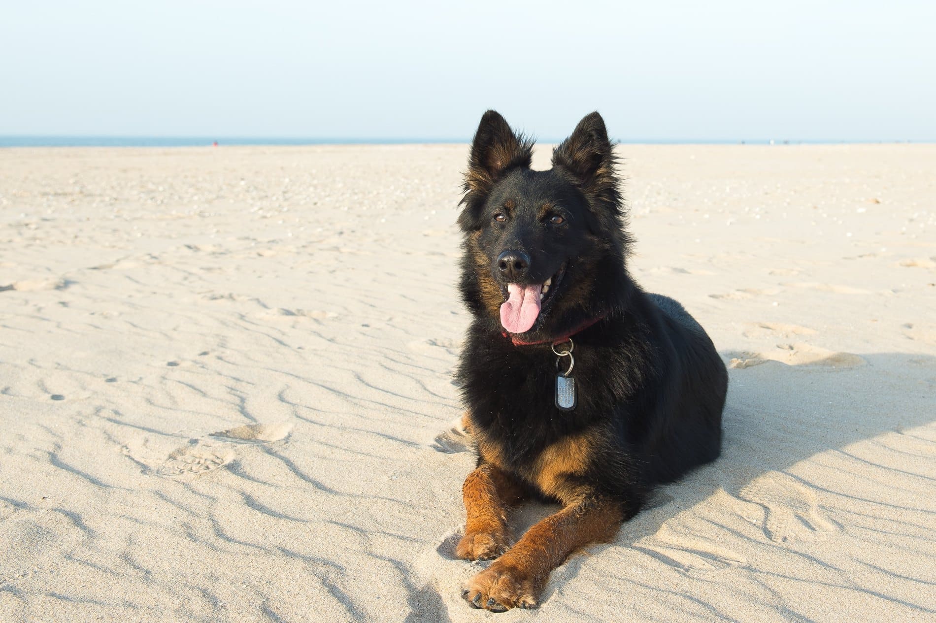 Black and tan German Shepherd lying on sandy beach with ocean in background