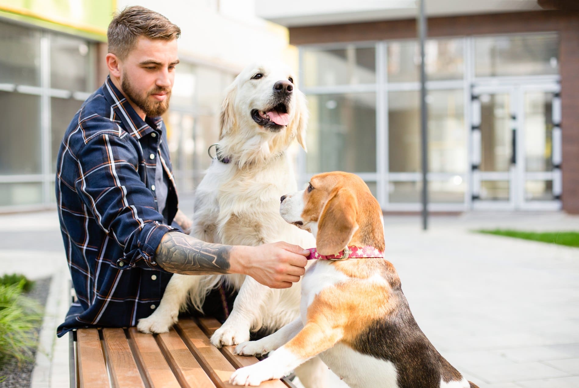 Man with two dogs sitting on outdoor bench near brick building