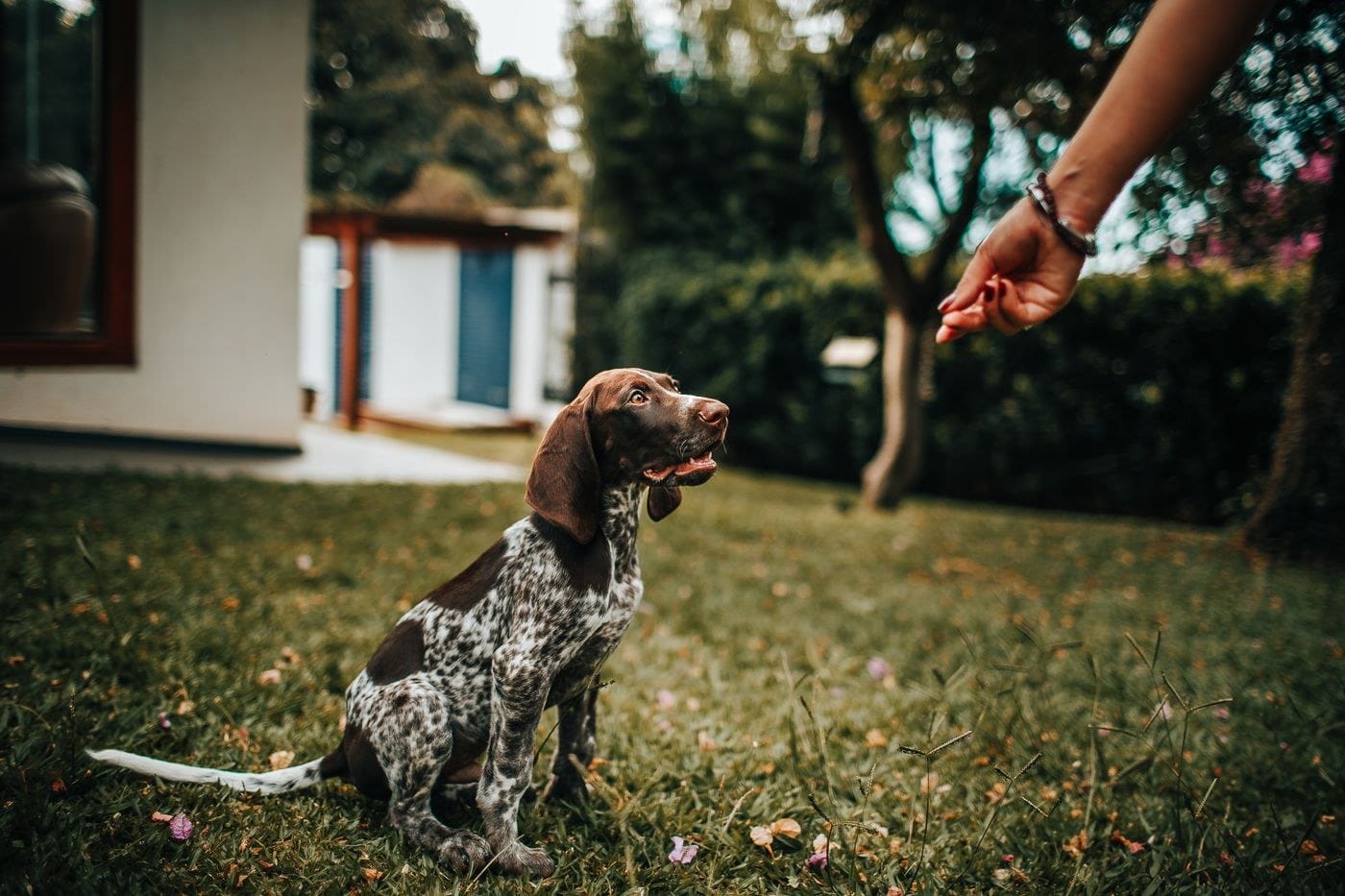Brown and white dog on grass with person's hand reaching down in backyard setting