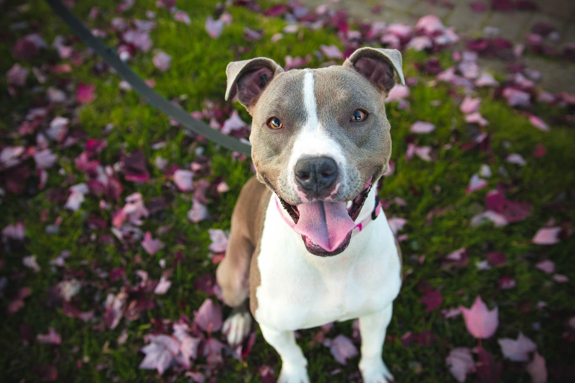Happy pit bull type dog with gray and white coat smiling among pink flowers