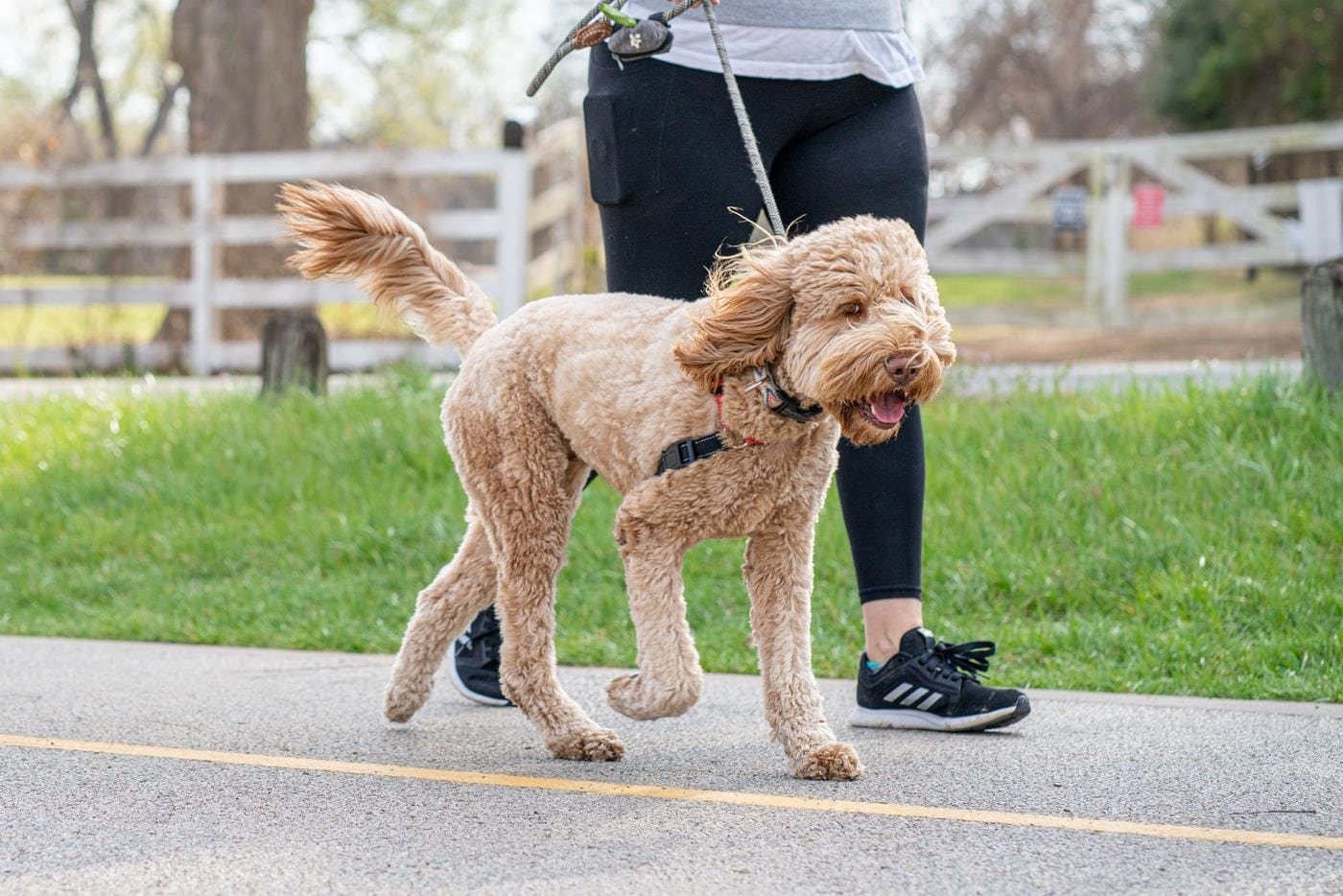 Apricot-colored doodle dog on leash with handler in park setting