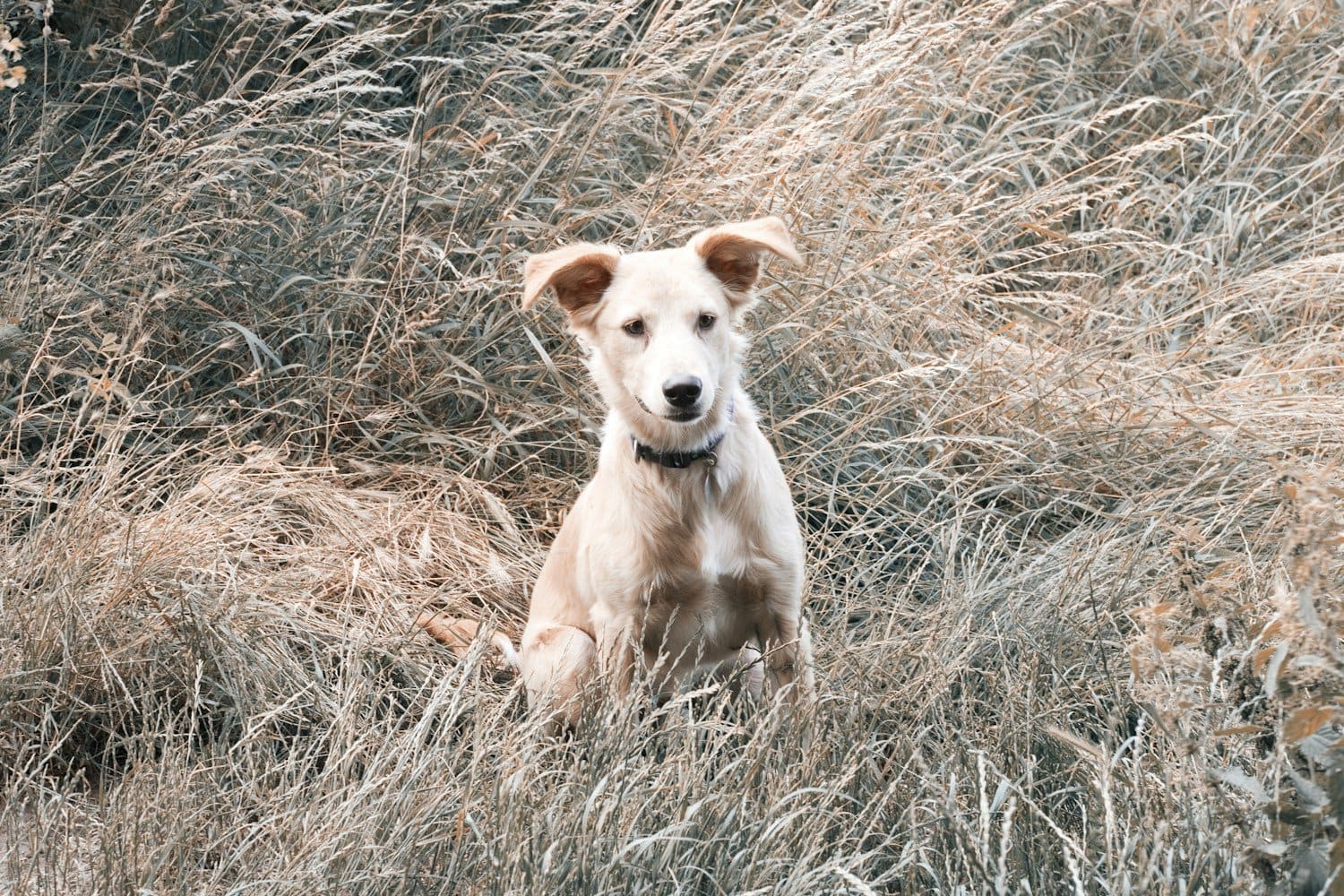 An attentive dog sitting outdoors among tall grasses