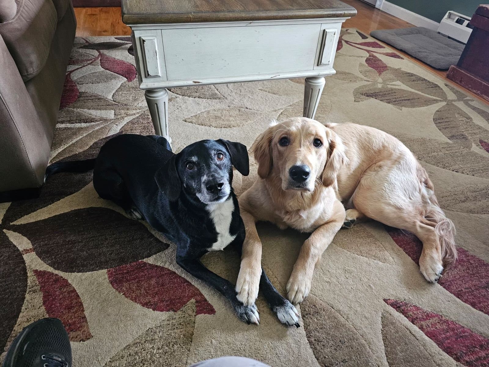 Two senior dogs lying on a patterned rug in a living room, one black and one cream-colored