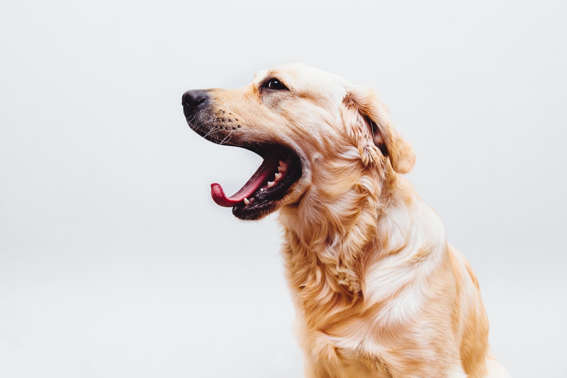Golden Retriever with mouth open looking upward against white background