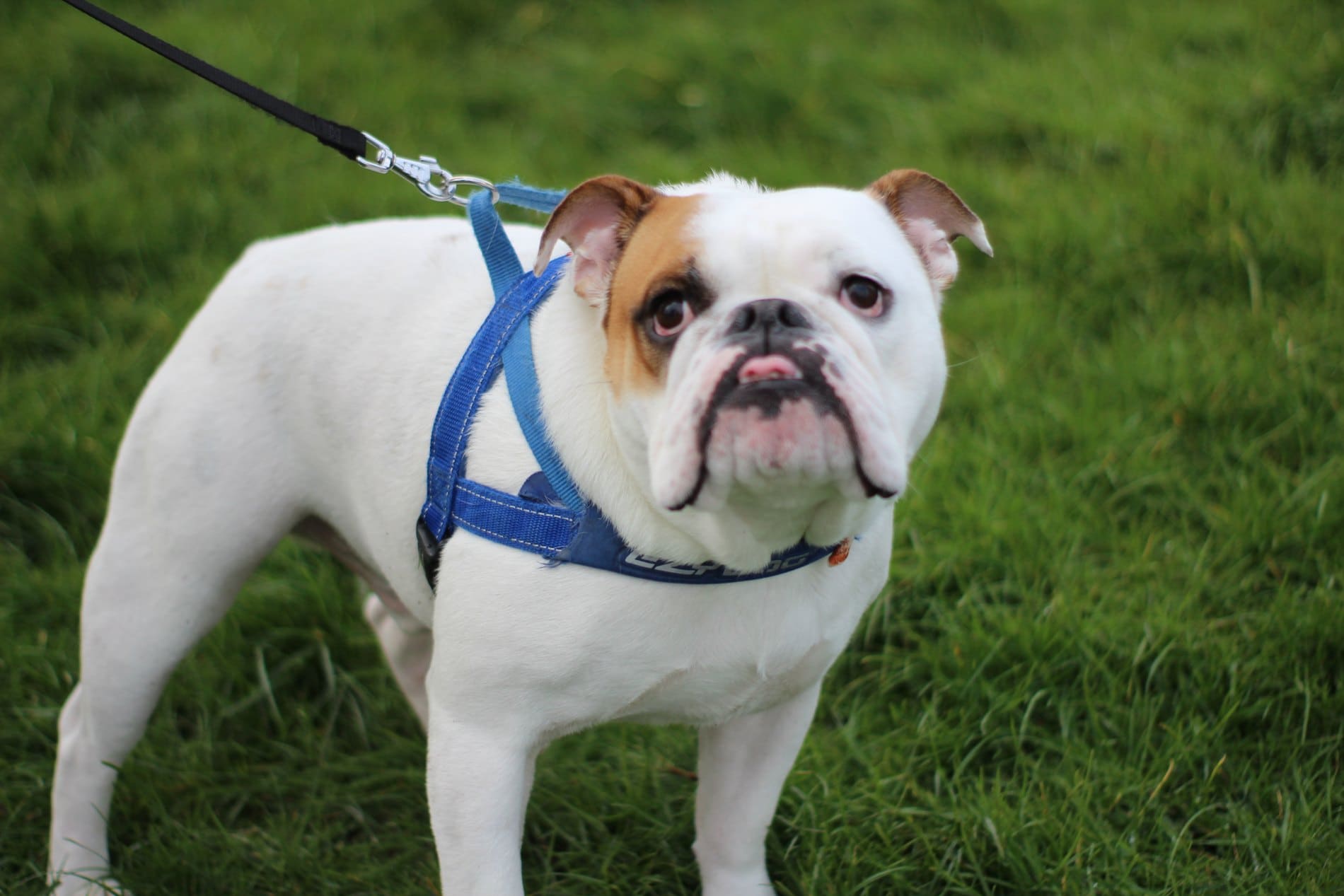 White and brown bulldog on grass wearing blue harness and leash