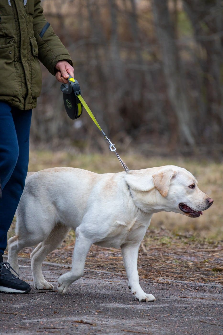 Person in olive jacket walking white Labrador on yellow leash in wooded area