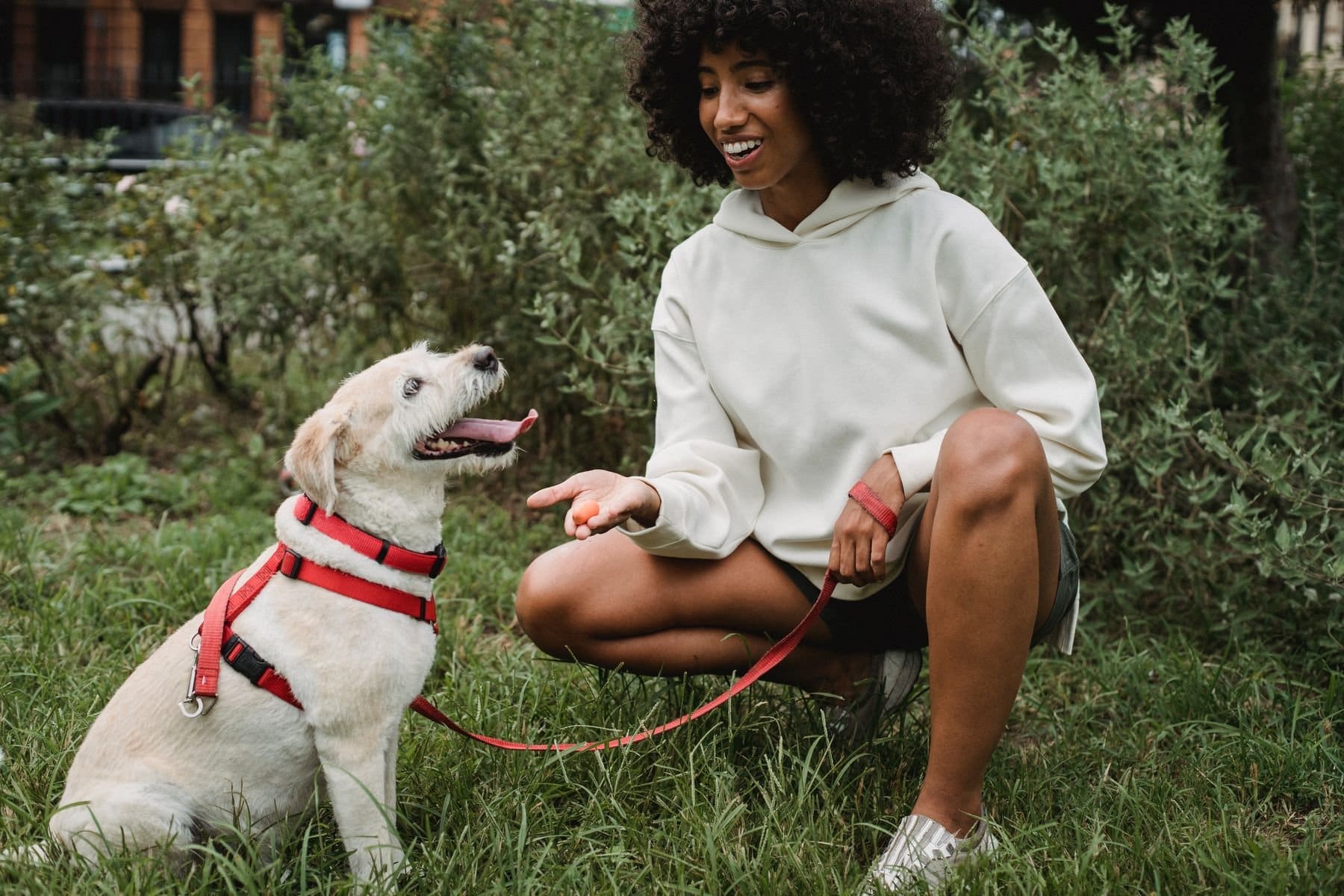 Woman crouching with smiling white dog wearing red harness in garden